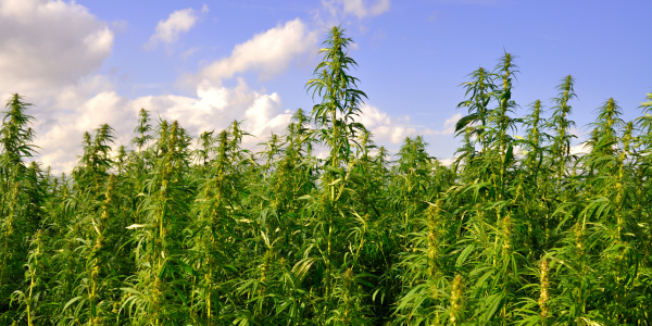 Switching to Hemp: The Case for Replacing Tobacco with Hemp Crops