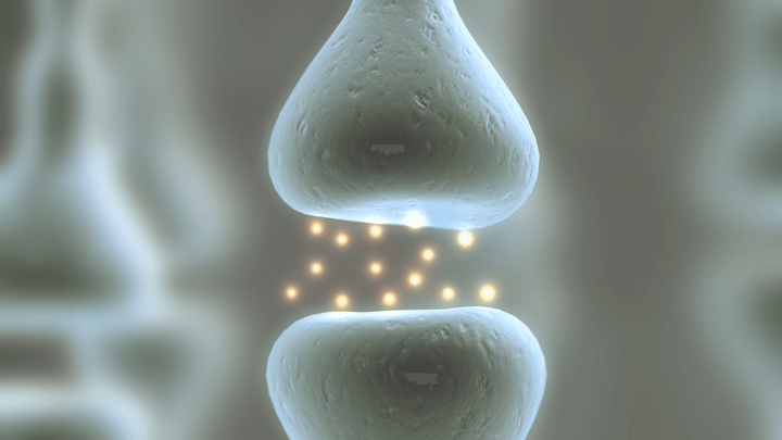 What is the Endocannabinoid System?