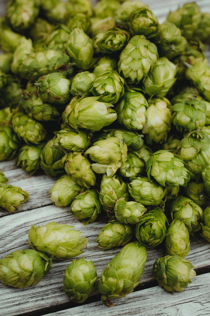 Green hops on wooden table representing humulene terepene