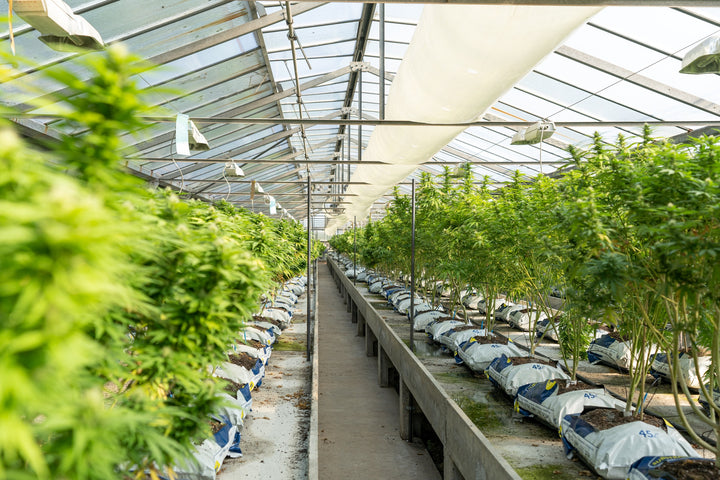 greenhouse full of hemp plants explaining what is hemp biomass cbd 