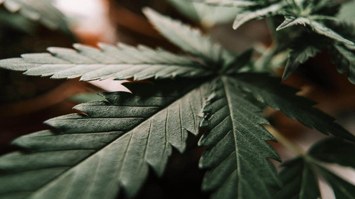 Closeup photo of leaves of a hemp plant, for E1011's page on how to grow hemp and its historical uses.