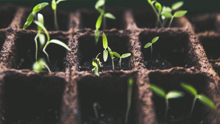 Photo of some seedlings in small brown square boxes. From e1011 Labs' page on is hemp, the hemp plant and cannabidiol.