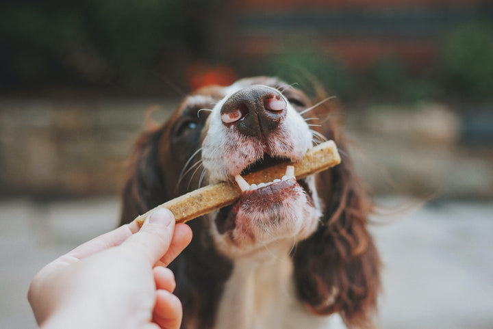 Is CBD Safe For Pets?