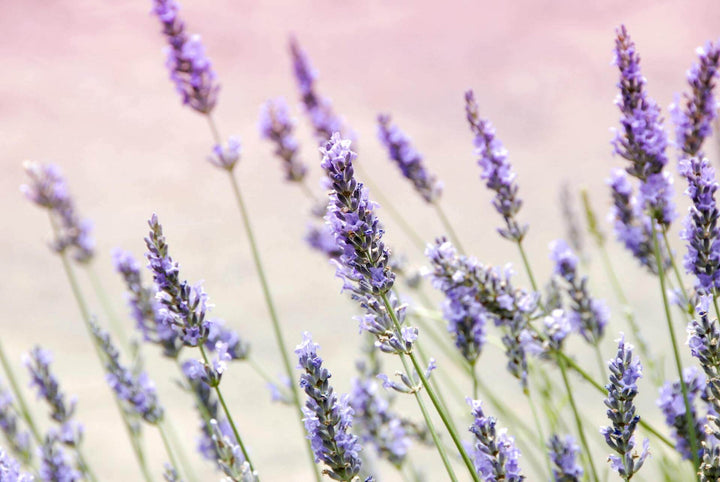 Terpene Tuesday - Linalool