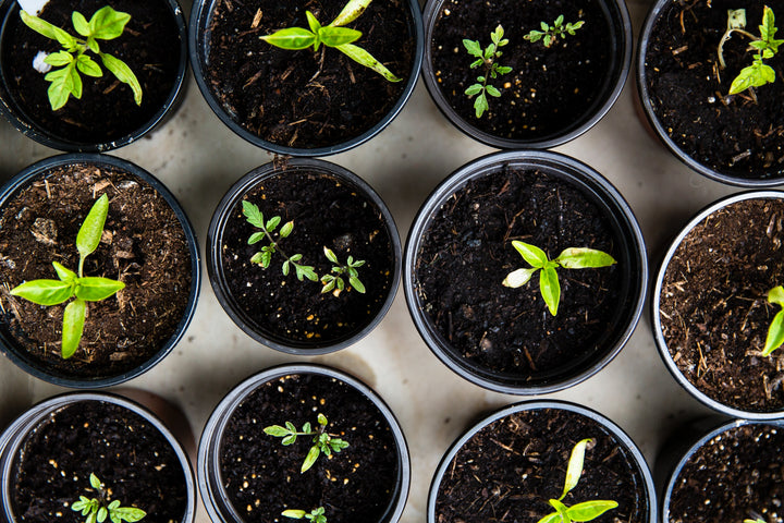 how to grow your own hemp overhead shot of small plant pots with seedlings